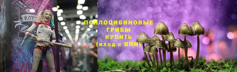 купить  цена  Канаш  Галлюциногенные грибы Psilocybe 